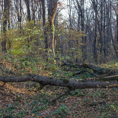 Sonbahar ormanı, doğanın ağırlıksız hali, düşen yapraklar, sonbaharın dingin nefesi, doğayla yalnız yürümek..