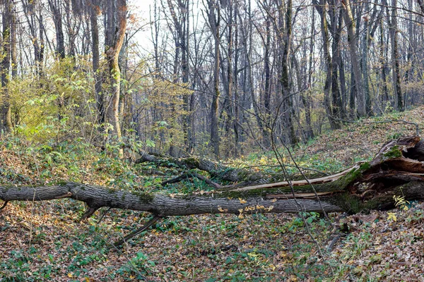 Podzimní Les Beztížný Stav Přírody Padající Listí Klidný Dech Podzimu — Stock fotografie