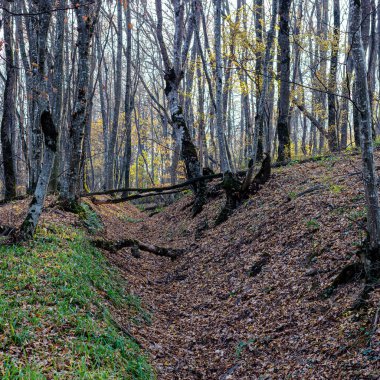 Sonbahar ormanı, doğanın ağırlıksız hali, düşen yapraklar, sonbaharın dingin nefesi, doğayla yalnız yürümek..