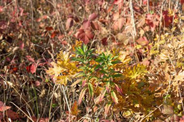 Doğadaki altın sonbahar Parkı, sarı süslemeli bitkiler ve ağaçlar doğanın ruh hali..