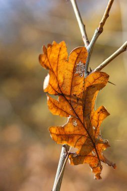 Doğadaki altın sonbahar Parkı, sarı süslemeli bitkiler ve ağaçlar doğanın ruh hali..