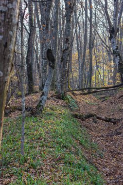 Sonbahar ormanı, doğanın ağırlıksız hali, düşen yapraklar, sonbaharın dingin nefesi, doğayla yalnız yürümek..