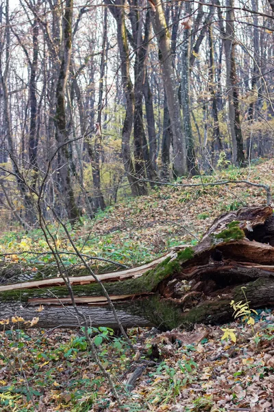 Forêt Automne État Nature Apesanteur Feuilles Tombées Souffle Serein Automne — Photo