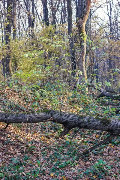 Podzimní Les Beztížný Stav Přírody Padající Listí Klidný Dech Podzimu — Stock fotografie