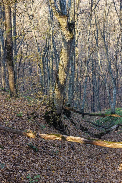 Forêt Automne État Nature Apesanteur Feuilles Tombées Souffle Serein Automne — Photo