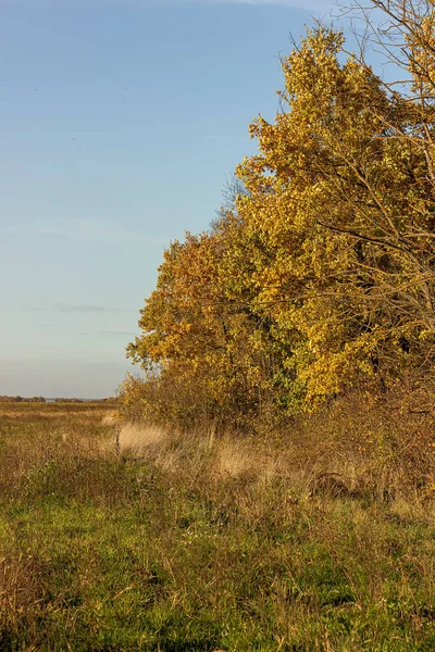 Forêt Automne Dominée Par Automne Avec Une Abondance Couleurs Jaune — Photo