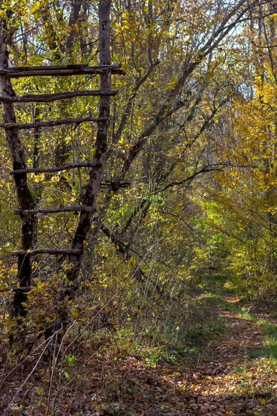 秋の森の夜の散歩 黄色の葉 その日の日没の期間中の夜の太陽暖かい空気 — ストック写真