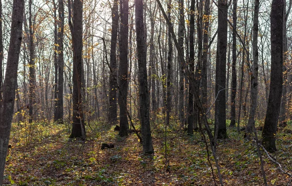 秋の森の夜の散歩 黄色の葉 その日の日没の期間中の夜の太陽暖かい空気 — ストック写真