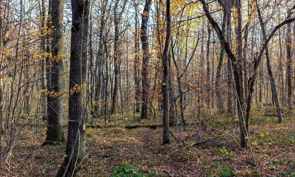 Kvällspromenader Höstskogen Gult Lövverk Kvällssol Varm Luft Solnedgången — Stockfoto