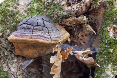 Mantarlar, mantarlar hastalıklardan zarar görmüş odunlar üzerinde gelişiyorlar. orman ve park alanındaki meyve vücutlarının şeklini belirlemek ve mantarların morfolojisini belirlemek için, Piptoporus betulinus;,