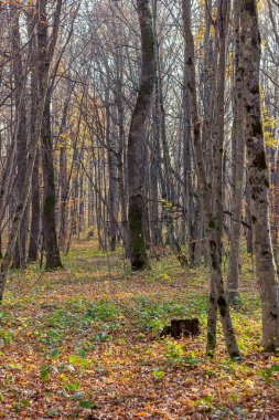 Ormanda sonbahar. Yazın son ılık, güneşli günleri. Gün batımında yeşillikler doğada bir yürüyüş..