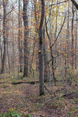 Ormanda sonbahar. Yazın son ılık, güneşli günleri. Gün batımında yeşillikler doğada bir yürüyüş..