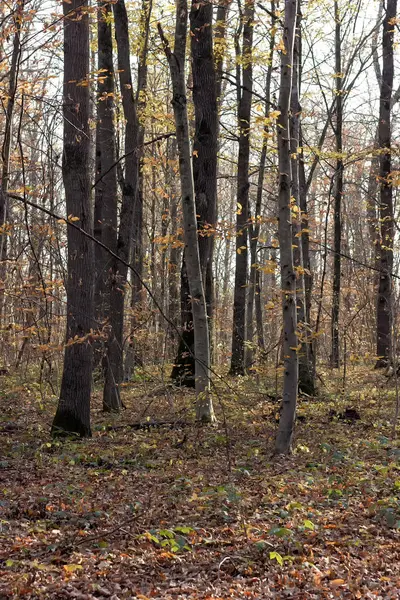 Outono Floresta Últimos Dias Ensolarados Quentes Verão Saída Folhagem Pôr — Fotografia de Stock