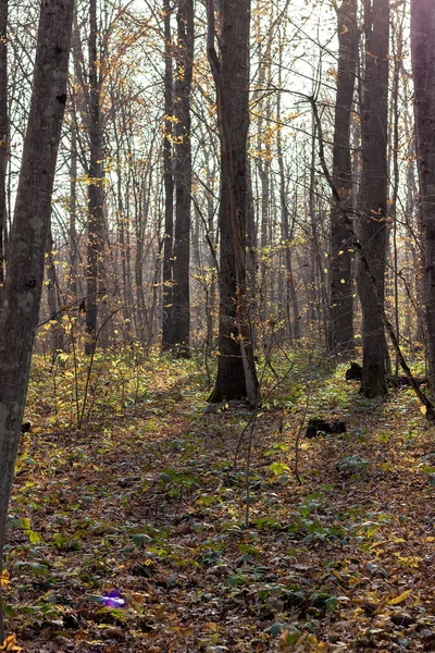 Jesień Lesie Ostatnie Ciepłe Słoneczne Dni Uchodzącego Lata Wieczorny Zachód — Zdjęcie stockowe