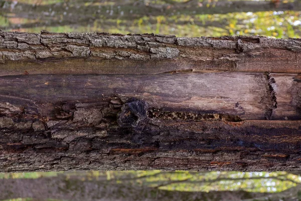 Árboles Otoñales Dañados Por Bosque Moribundos Proceso Natural Follaje Amarillo —  Fotos de Stock