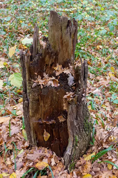 Herbst Wald Geschädigte Und Sterbende Bäume Ein Natürlicher Prozess Der — Stockfoto