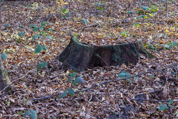 Podzimní Lesy Poškozené Odumírající Stromy Přirozený Proces Moderním Přírodně Žlutém — Stock fotografie