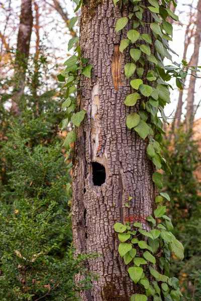 Árboles Otoñales Dañados Por Bosque Moribundos Proceso Natural Follaje Amarillo —  Fotos de Stock