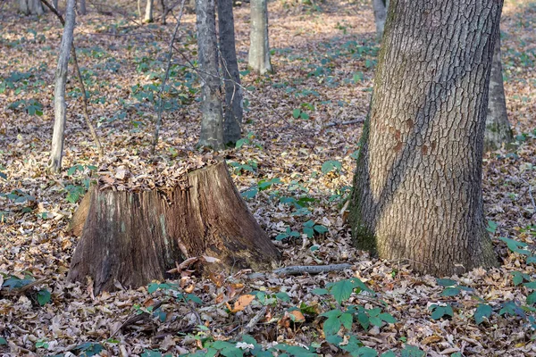 Φθινόπωρο Δάσος Κατεστραμμένα Και Πεθαίνουν Δέντρα Μια Φυσική Διαδικασία Στη — Φωτογραφία Αρχείου