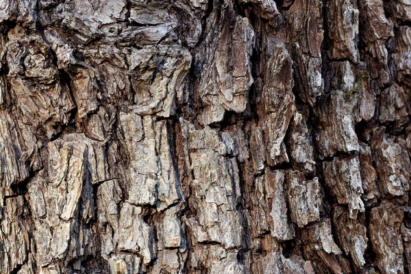 Texture Tree Bark Beech Oak Autumn Park Cloudy Day — 스톡 사진