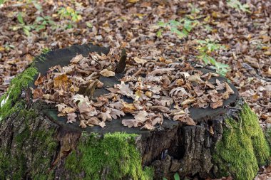 Bitkilerin doğasında sonbahar, yaşam döngüsünün sonu ve doğal seçilimin devamı..