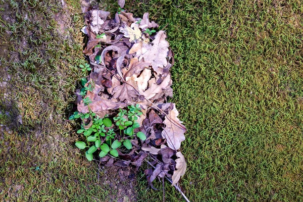 Осень Природе Растений Конец Жизненного Цикла Естественный Отбор Дальнейшего Воспроизводства — стоковое фото