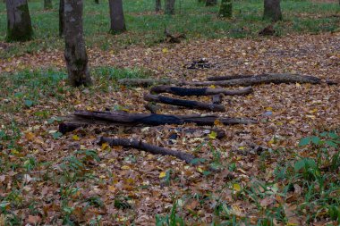 Bitkilerin doğasında sonbahar, yaşam döngüsünün sonu ve doğal seçilimin devamı..