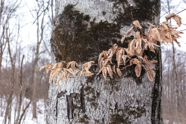 Χειμερινό Δάσος Κατάσταση Της Φύσης Πεσμένα Κίτρινα Φύλλα — Φωτογραφία Αρχείου