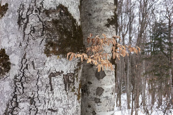 Χειμερινό Δάσος Κατάσταση Της Φύσης Πεσμένα Κίτρινα Φύλλα — Φωτογραφία Αρχείου