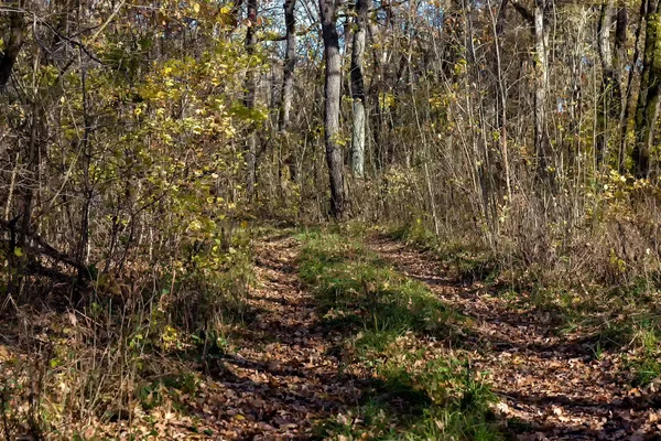 秋の森の中を歩く 自然の中で晴れた日だけで — ストック写真