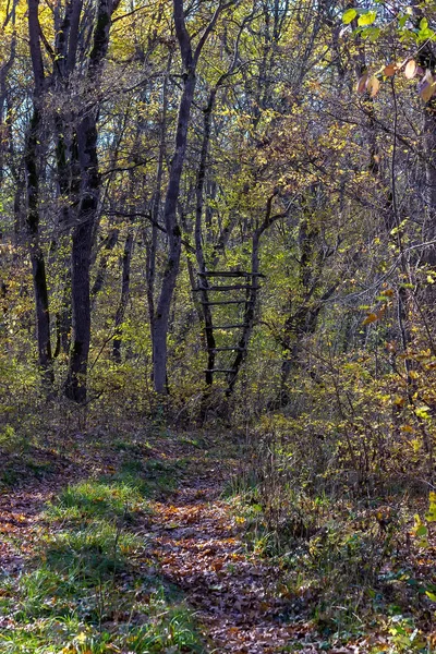 Promenade Dans Forêt Automne Par Une Journée Ensoleillée Seule Avec — Photo