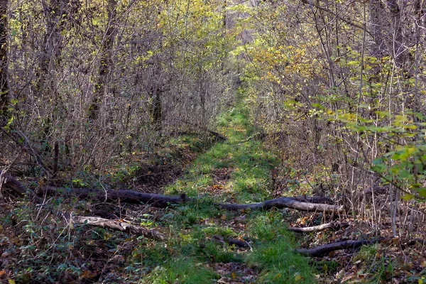 Promenade Dans Forêt Automne Par Une Journée Ensoleillée Seule Avec — Photo
