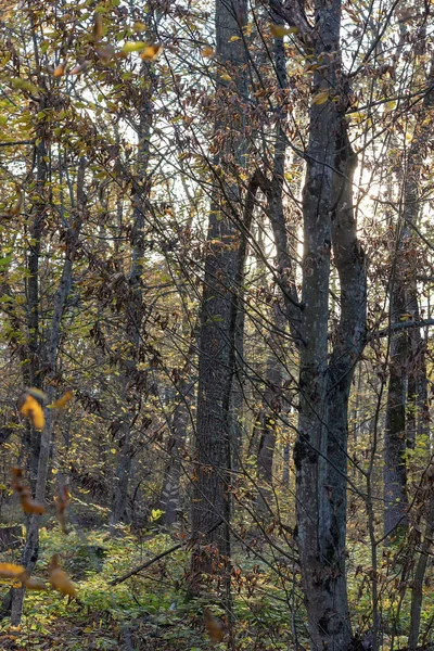 Sonbahar Ormanlarında Yürümek Güneşli Bir Günde Doğayla Baş Başa — Stok fotoğraf