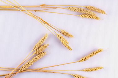 Mısır gevreği kulakları. İnsanoğlu tarafından yetiştirilen tarımlar..