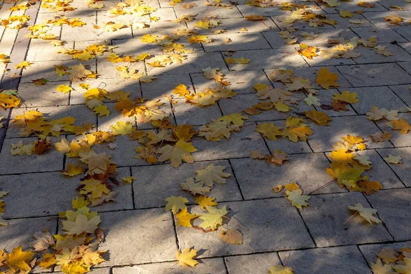 Parque Outono Manhã Dia Ensolarado Folhas Caídas Sol — Fotografia de Stock