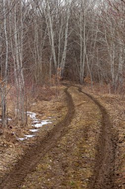 Bahar ormanı, kış uykusundan uyanmak, sıcak havayı beklemek..