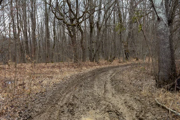 Spring forest, awakening from winter sleep, waiting for warm weather.