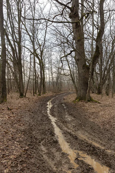 Spring forest, awakening from winter sleep, waiting for warm weather.