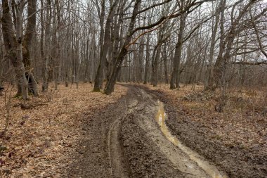 Bahar ormanı, kış uykusundan uyanmak, sıcak havayı beklemek..