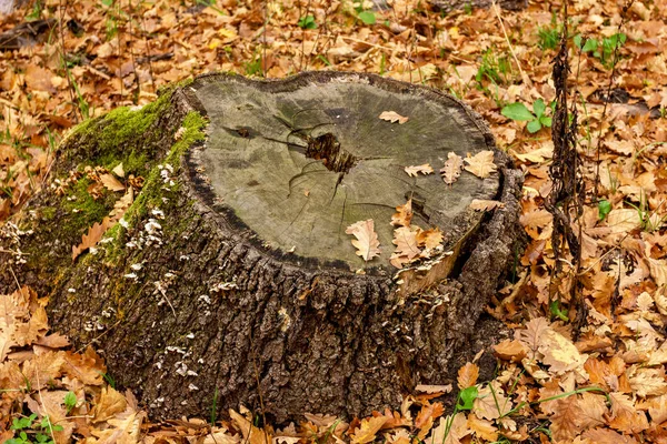 Querschnitt Eines Baumes Der Krankheiten Und Prozesse Von Holzschäden Wäldern — Stockfoto