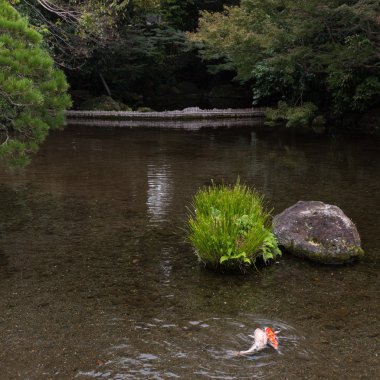 Koi ve güzel sahne Suizenji Bahçe, Japonya