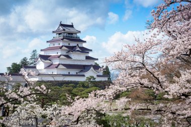 Tsuruga sakura ağaçların yüzlerce tarafından çevrili kale