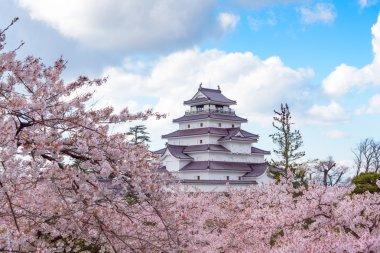 Tsuruga sakura ağaçların yüzlerce tarafından çevrili Kalesi (Aizu Kalesi)