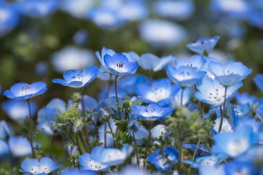 Nemophila veya bebek mavisi gözleri çiçek halı