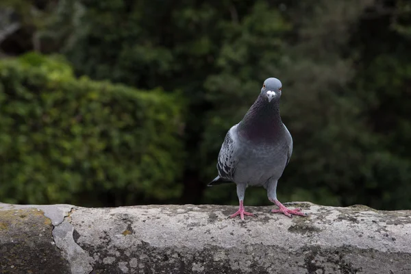 Pegiões no jardim — Fotografia de Stock