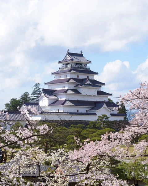 Castelo Tsuruga cercado por centenas de árvores sakura — Fotografia de Stock