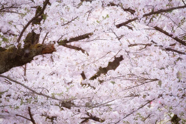 Primavera rosa fiori di ciliegio sfondo — Foto Stock