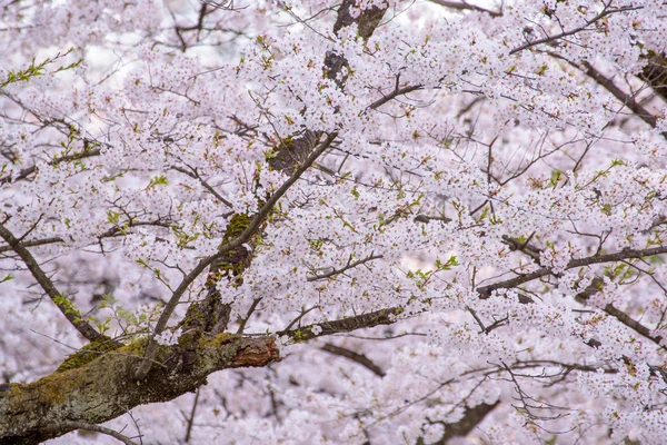 Jarní růžové pozadí Třešňové květy — Stock fotografie