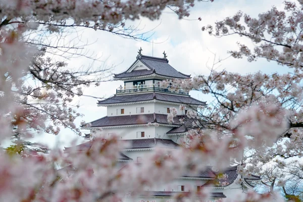 Castelo de Tsuruga (castelo de Aizu) cercado por centenas de árvores sakura — Fotografia de Stock