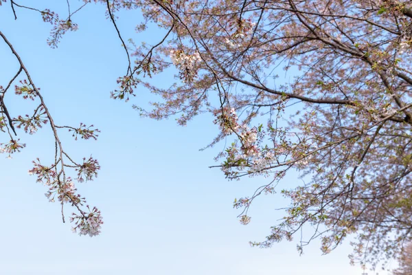 Jarní Třešňové květy pozadí — Stock fotografie